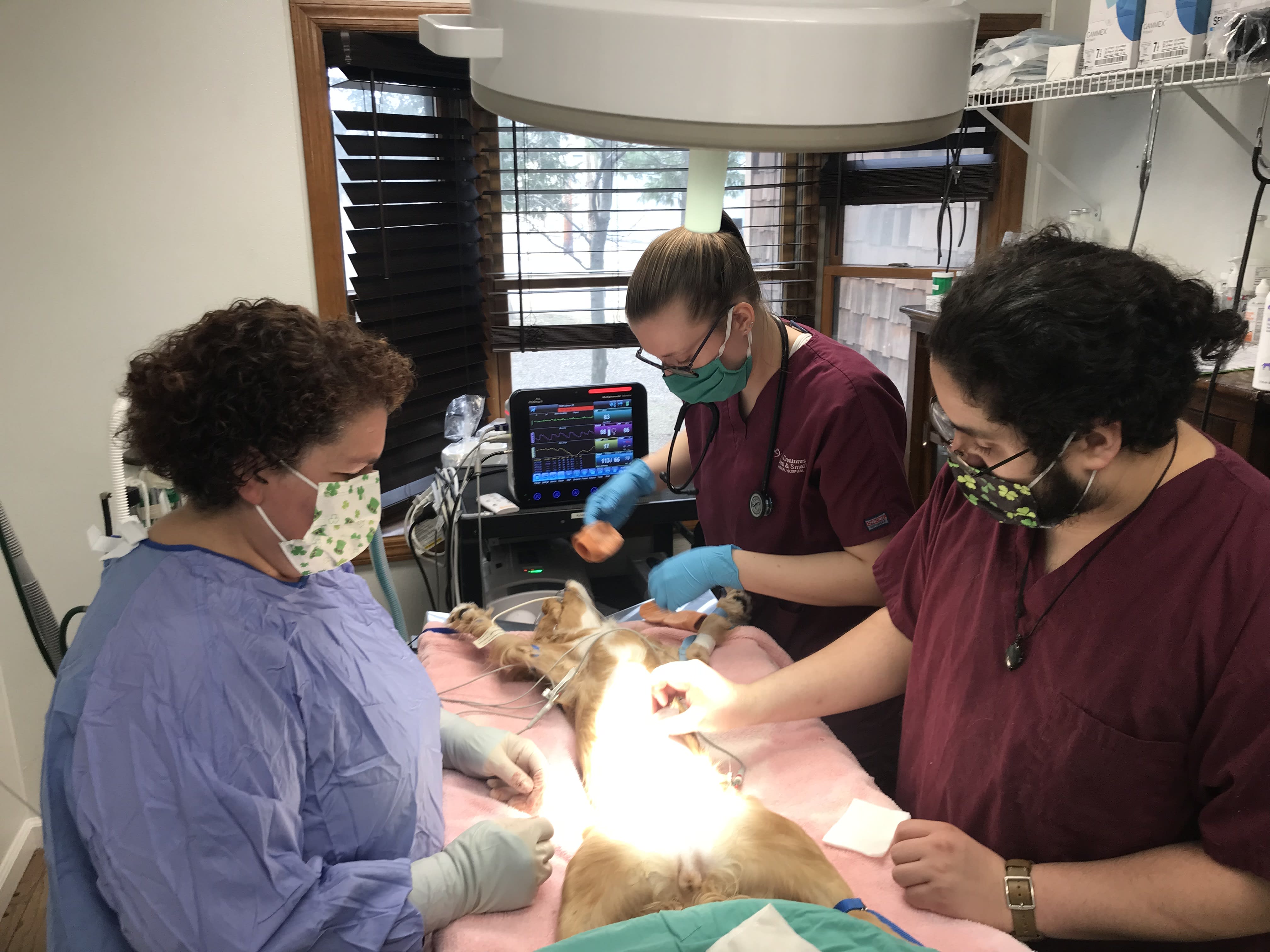 Vet Surgeon in Fairfield, NJ | Pet Surgery